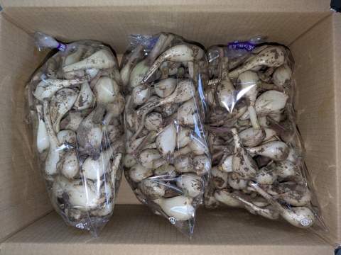 博多のシャキシャキらっきょう　3kg　福岡県産