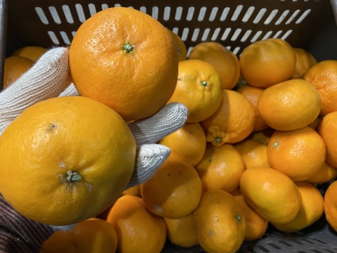 とってもいい香り！あまい！ジャンボなおひめ様【大玉】はれひめ（３ｋｇ）サンプル平均糖度１２度以上