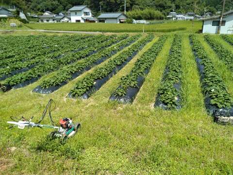 いも芋セット【農薬・化学肥料 不使用】