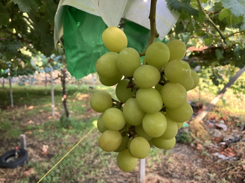 食べチョク登録記念
2025年限定山梨県産ゴールドシャインマスカット入りシャインマスカット約1.1kg~1.2kg × 2箱　【ご家庭用訳あり】最終になります。美味しい食べ方や保存の仕方を同封します!