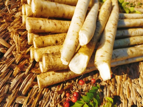 【使い切りセット】洗いネバリスター1kg＆洗いごぼう500g｜とろろ・きんぴらに