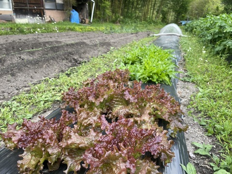 山のミネラルたっぷり野菜セット＜葉物多め＞２～３人用