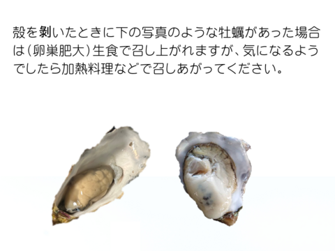 【春牡蠣】かき大将 大粒 L/15個 三陸宮城女川産 殻付き 生牡蠣 生食用 3年もの！ フレッシュな牡蠣 ギフト のし対応可