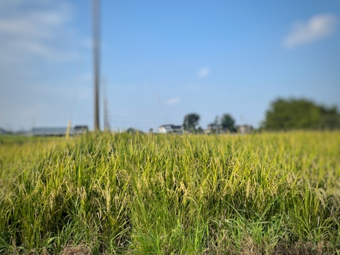 お試しサイズ「新米2種食べ比べセット」2kg×2袋