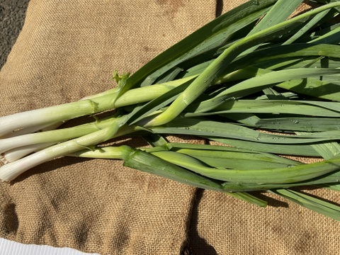 1月発【受験生応援(^^♪】株ごと芽キャベツ　2株　&葉ニンニク1000g→1050g　 & おまけ野菜2つ　from 名水の里　神奈川県秦野市