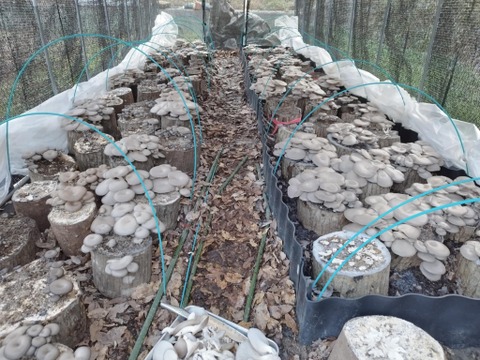 今が旬！肉厚ジューシー『原木ひらたけ』250g ×2P