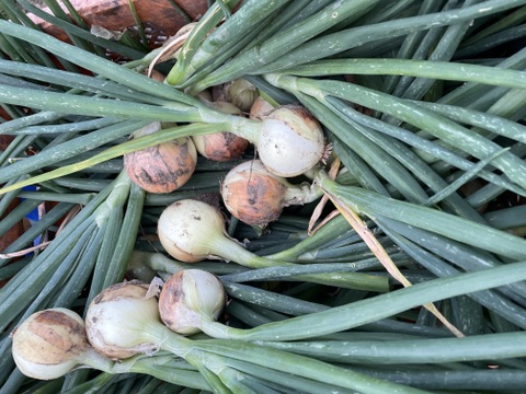 葉付き【農薬不使用  玉ねぎ】2kg🧅兵庫県丹波産 米農家のこだわり有機肥料使用！化学肥料不使用 大きさいろいろ 薄皮がパラパラ落ちない