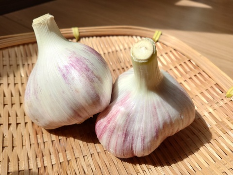 【期間限定予約販売】フレッシュ生にんにく『ピンク』（北海道在来種） 1kg　※７月31日受注分で終了予定〈農薬・化学肥料不使用自家栽培にんにく〉