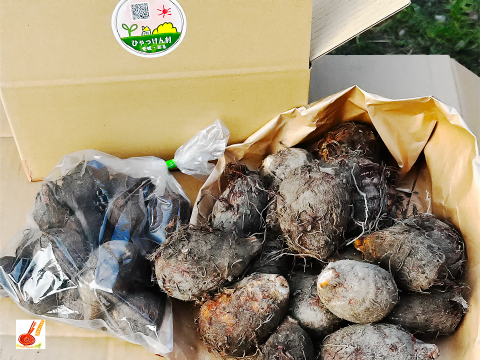 農家直送✅セレベス(赤目芋)の里芋🎁2kg M~LLサイズ(大きめの里芋❗️