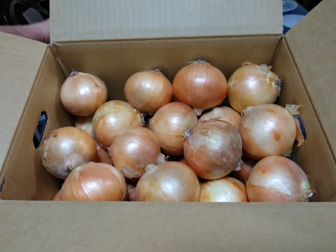 【玉ねぎの王様ターザン】 淡路島玉ねぎ「いくたま」（5kg）