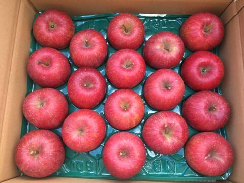 【先行予約】　サンふじ 10kg りんご