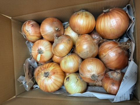 【ラスト2箱！訳あり小粒！】甘み濃厚の伝統固定種！『奥州タマネギ』(5kg)