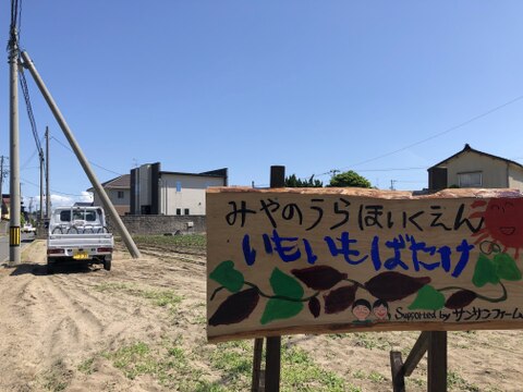 庄内平野の豊かな地下水と海からの潮風香る砂丘地で育てたさつまいも「紅はるか」　食べきりSサイズ 中心