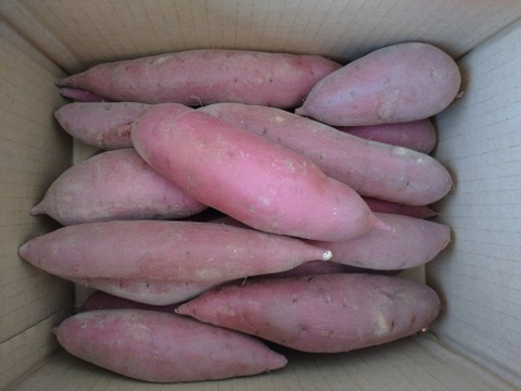 【貯蔵期間 約２か月経過】なめらか甘い砂丘のシルクスイート(３㎏)