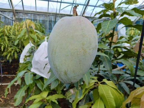 伊江島産キーツマンゴー（優品・2kg・2〜3個入り）