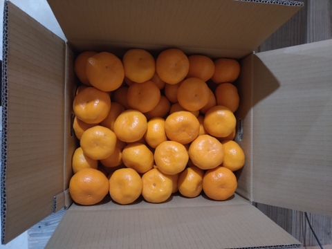 蔵出し貯蔵晩生みかん
(Lサイズ10kg・約85〜95個)