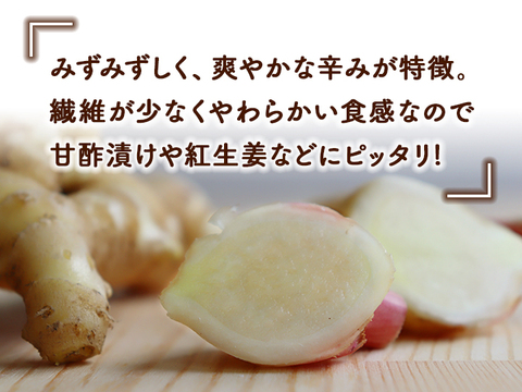 【期間限定】早掘り新生姜(500g入) 甘酢漬けや紅生姜にピッタリ！
