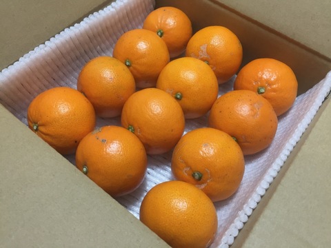 【小さなお口にぴったりフィット】とっても小さい！訳ありだけど今年も甘〜くなった せとか です 2Sサイズ 12個入りご家庭用 みかん