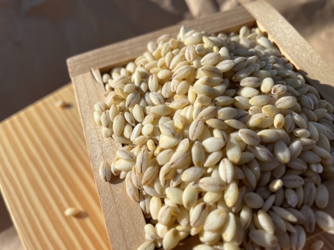 腸を整えて健康生活！食物繊維が豊富なキラリモチ麦(2Kg×2)