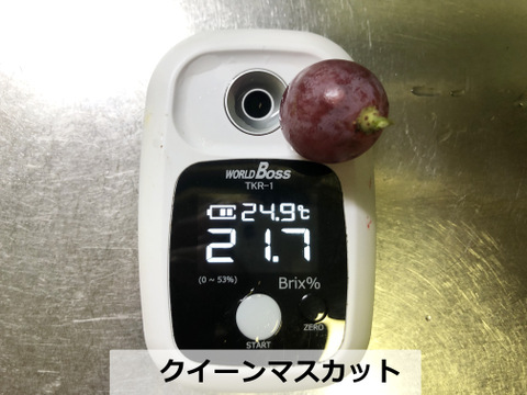 「数量限定」 粒ぷりっぷり食感！果汁が溢れ出るバイオレットキング 1㎏ クイーンマスカット100g程度おまけ有　　少量食べ比べ　クール便