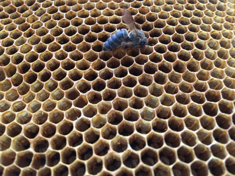 【新春福袋】限定30セット！8000円〈天然〉日本蜜蜂の非加熱の生ハチミツ　50g/3種類　【味比べセット】