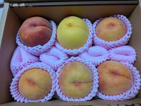 大人気の黄桃！ 【限定100箱】 8月下旬～9月中旬頃発送 訳あり品 黄桃 約2㎏ （5玉～9玉入り） 家庭用  MKW01-01-01