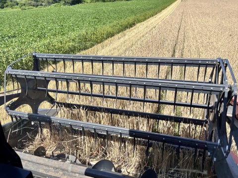 きたほなみ900g　オーガニック（有機）玄小麦2025年産　※小麦粉じゃありません