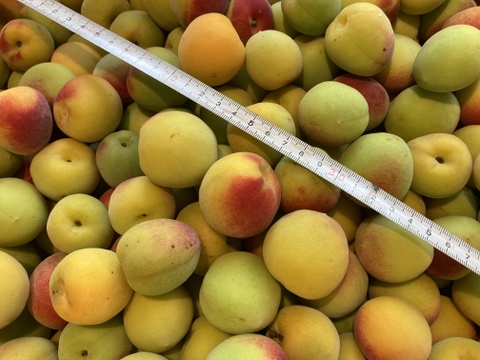 自然農法で大事に育てた熟梅（3kg）追熟させて梅干しなどにどうぞ