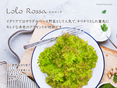 新鮮！採れたて！農薬・化学肥料不使用！レタスの定期便 8個セット