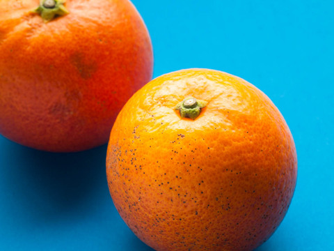 【広島県産】ブラッドオレンジ(2㎏) モロ種