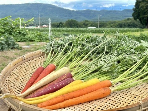 信州産｜甘い葉付きカラー人参