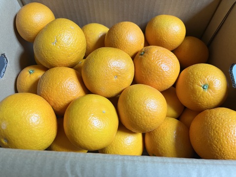 清見『家庭用5キロ』🍊果汁たっぷり、春の柑橘