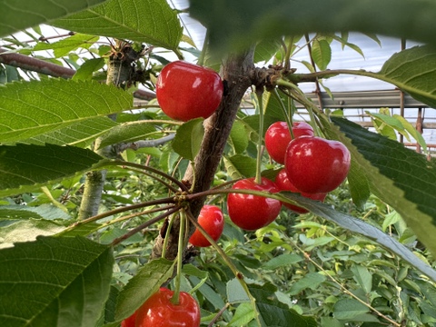 【 やまがた紅王:急遽の一粒 】【 5箱限定 】山形県天童産 さくらんぼ 木箱 贈答