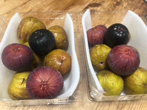 イチジク3種食べ比べ 糖度18%以上 ねっとり甘い 樹上完熟 朝採れイチジク800g(バナーネ・姫蓬莱・ヌアールドカロン) 栽培時農薬不使用