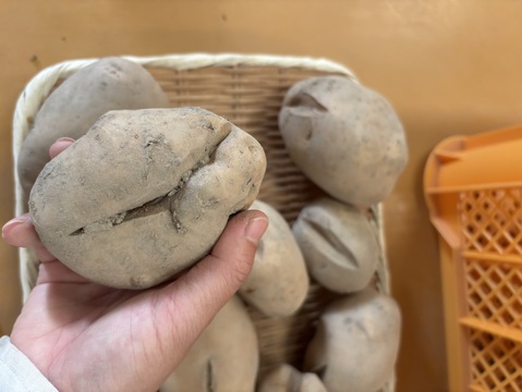 訳あり【自然栽培】皮ごと食べられるじゃがいも15kg