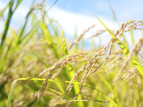 【令和7年新米】新潟県保内産幻のコシヒカリ 9.6kg