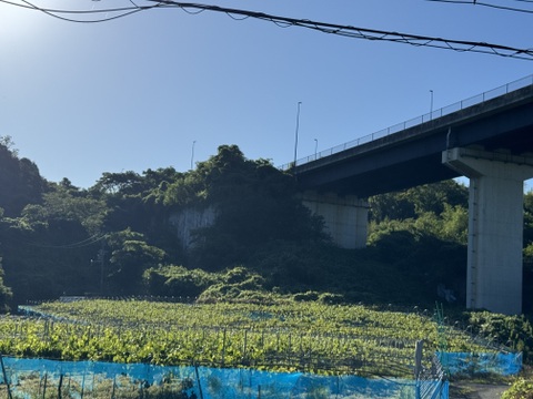 フルーツ大国和歌山よりお届け！
朝採れ！ナガノパープル　約1キロ　2〜3房
