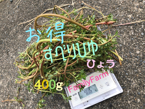 滑莧（すべりひゆ）３抜き苗★オメガ３脂肪酸：ＡＬＡ＆ＥＰＡも含む希少食材🍀葉野菜Ｎｏ１含有量🍀スーパーフード０６／０１～０７／３１