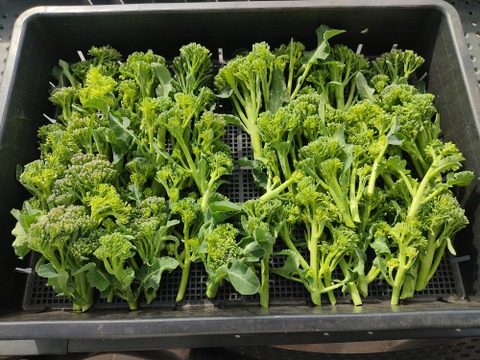 ✨農薬・化成肥料不使用の新鮮スティックセニョール（茎ブロッコリー）約1.3kg✨😊