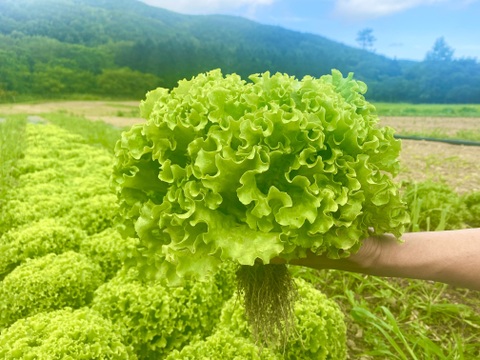 朝採りシャキシャキ食感！ナバロンレタス（大玉4玉）[化学農薬・化学肥料不使用]