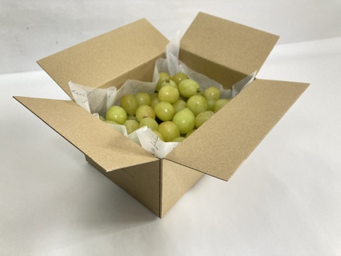 葡萄「シャインマスカット」　家庭用　約700g