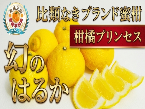 【星付きミシュラン御用達】柑橘界のプリンセス『幻のはるか』🍊傾斜35度の崖上で収穫される希少な宇和島ブランドみかん☆大容量パッケージ約3kg【2027年2月中旬予約】