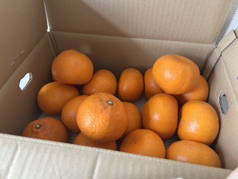 訳あり「せとか」　4ｋｇ