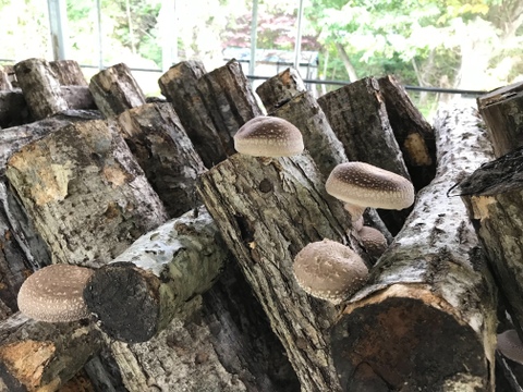 【肉厚食感でヘルシー!!】 自社農園製「乾燥原木しいたけ」約70g/パック