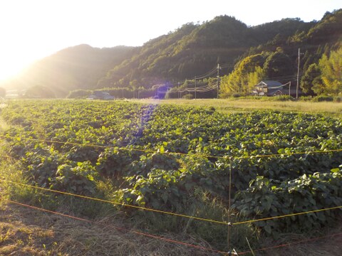 【数量限定訳あり】兵庫県産丹波ささやま本黒枝豆　さや１ｋｇ