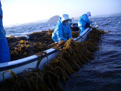 奇跡の海、希少な天草産カットわかめ！３０g×２パック