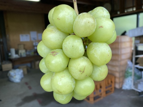 訳あり特価】シャインマスカット約2kg(4〜5房)☆長野県産☆発送9月中旬