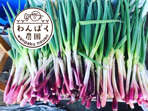 希少赤ネギ‼️甘くて柔らか‼️土付き3キロ