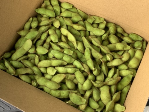 【自然栽培】丹波黒枝豆 サヤのみ1kg A品★農薬・肥料不使用｜旬の兵庫県産えだまめ