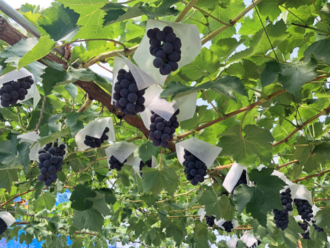 糖度抜群！種なし　あづましずく　房売り約800g　『常温発送』